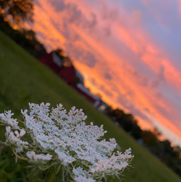 Meet your Posher, Sage - Picture 1 of 1